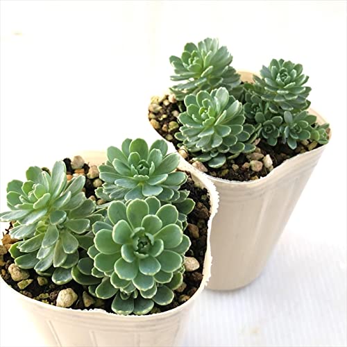 くまこさま　ローズセダム　　4 Amazon｜多肉植物 sbセダム ローズセダム 7.5cmポット 多肉植物